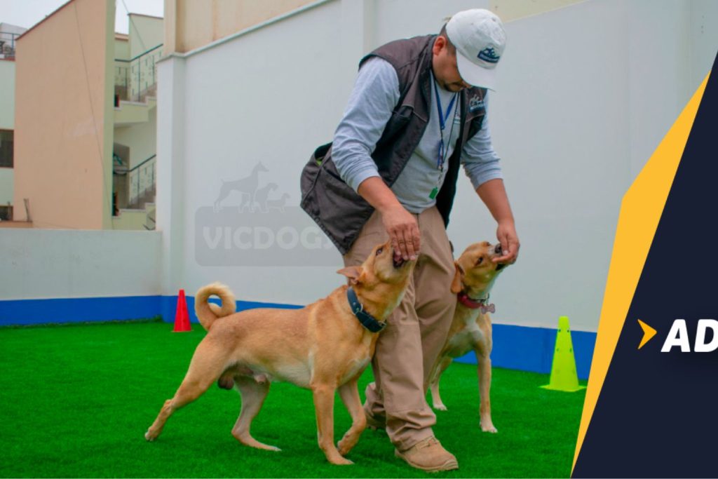 Guardería Canina en Lima