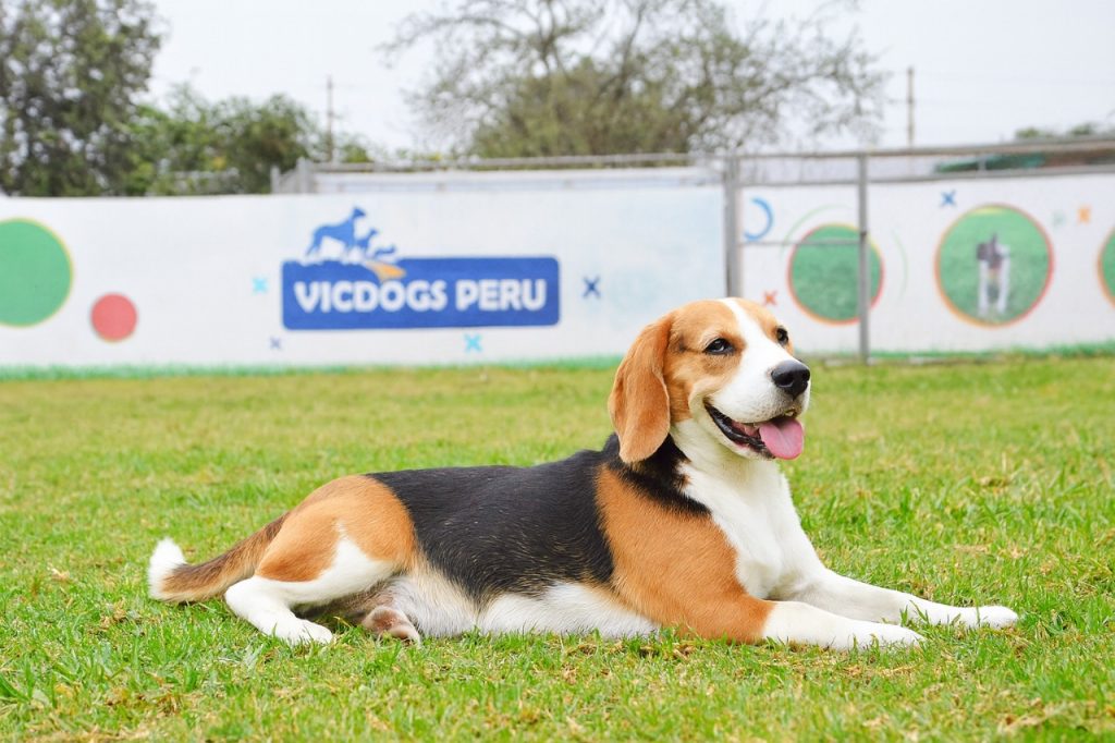 Hospedaje Canino en Navidad viaje de fiestas lima peru
