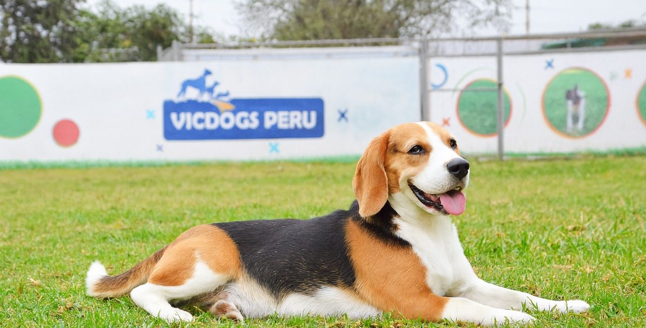 Hospedaje Canino en Navidad: Cuida a tu Perro con Amor Profesional mientras Disfrutas tus Fiestas con Tranquilidad