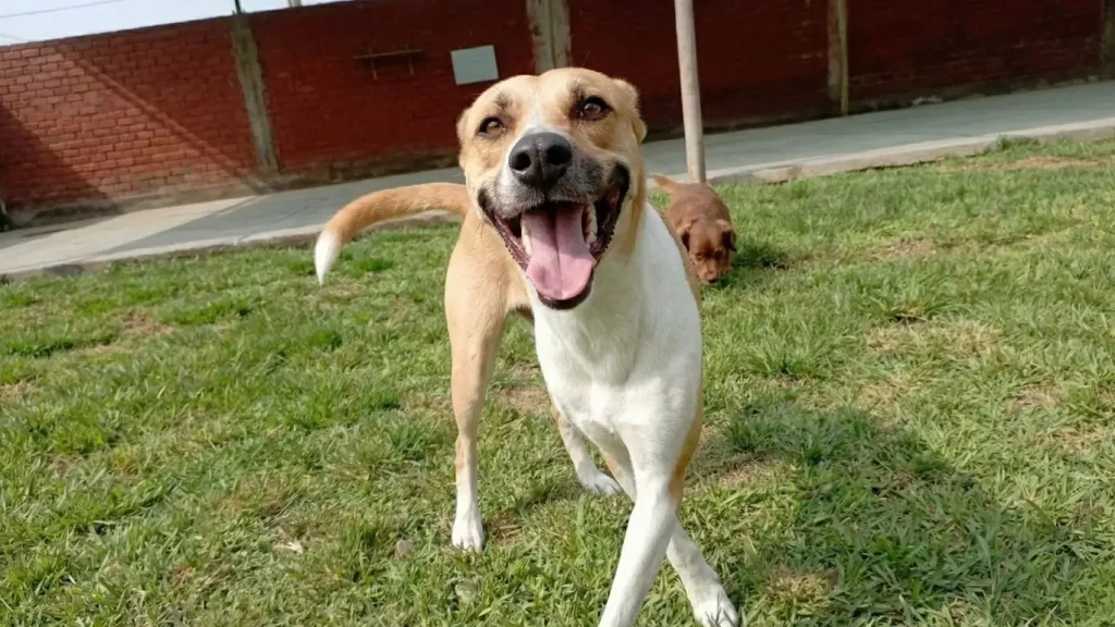 rimer plano de un perro mestizo color crema y blanco jadeando felizmente, en movimiento sobre el césped de un jardín soleado.