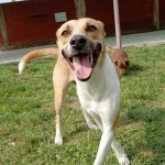 Mi perro rompe cosas en casa cuando se queda solo: causas y soluciones que funcionan