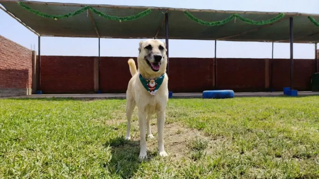 Perro feliz de raza grande tipo Pastor de Anatolia parado en un amplio jardín con sombra y césped.