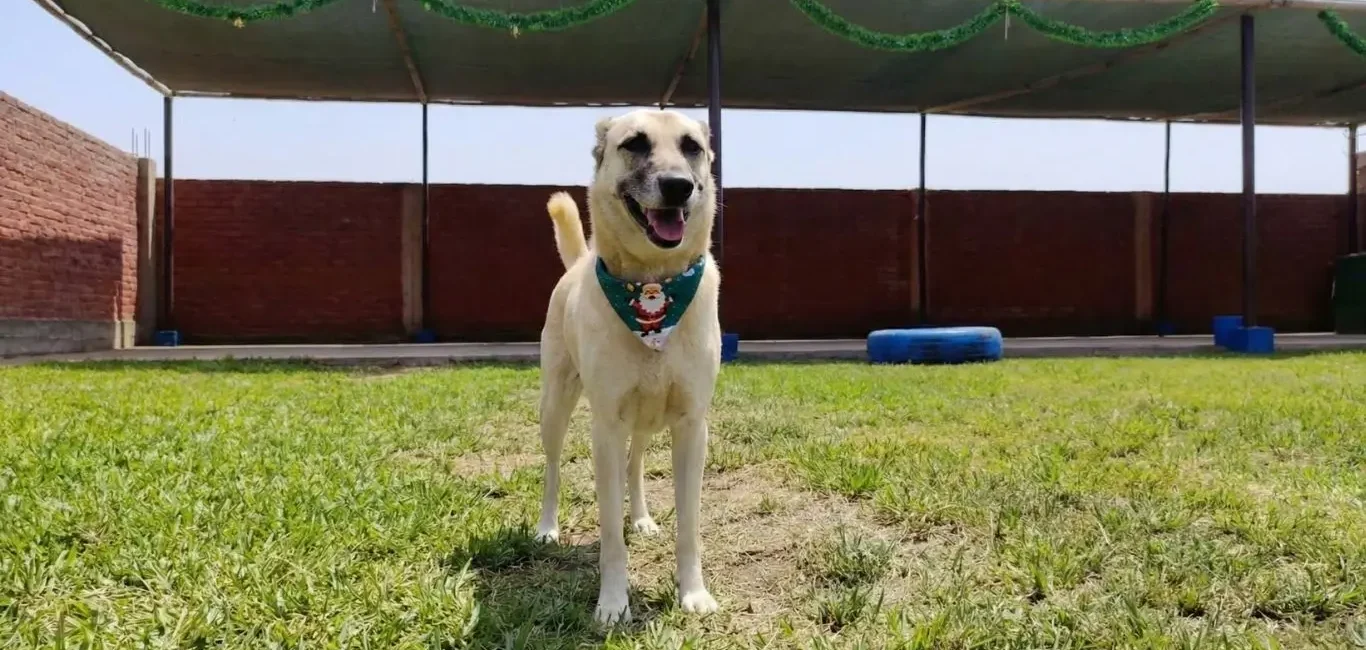 Mi perro llora cuando me voy: causas y señales explicadas (y qué significan)