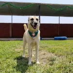 Mi perro llora cuando me voy: causas y señales explicadas (y qué significan)