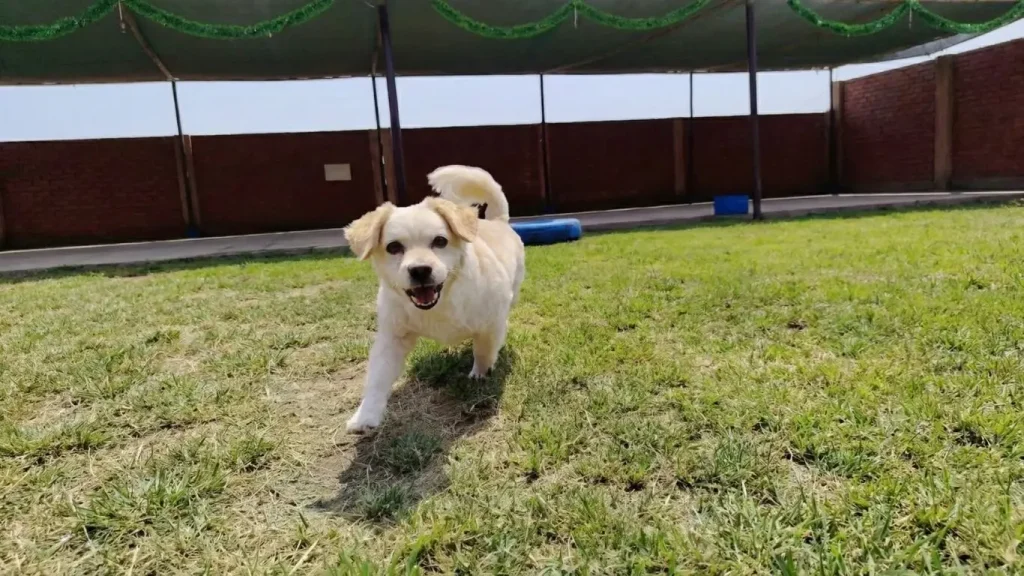 Perro equilibrado caminando en área verde durante proceso de educación canina