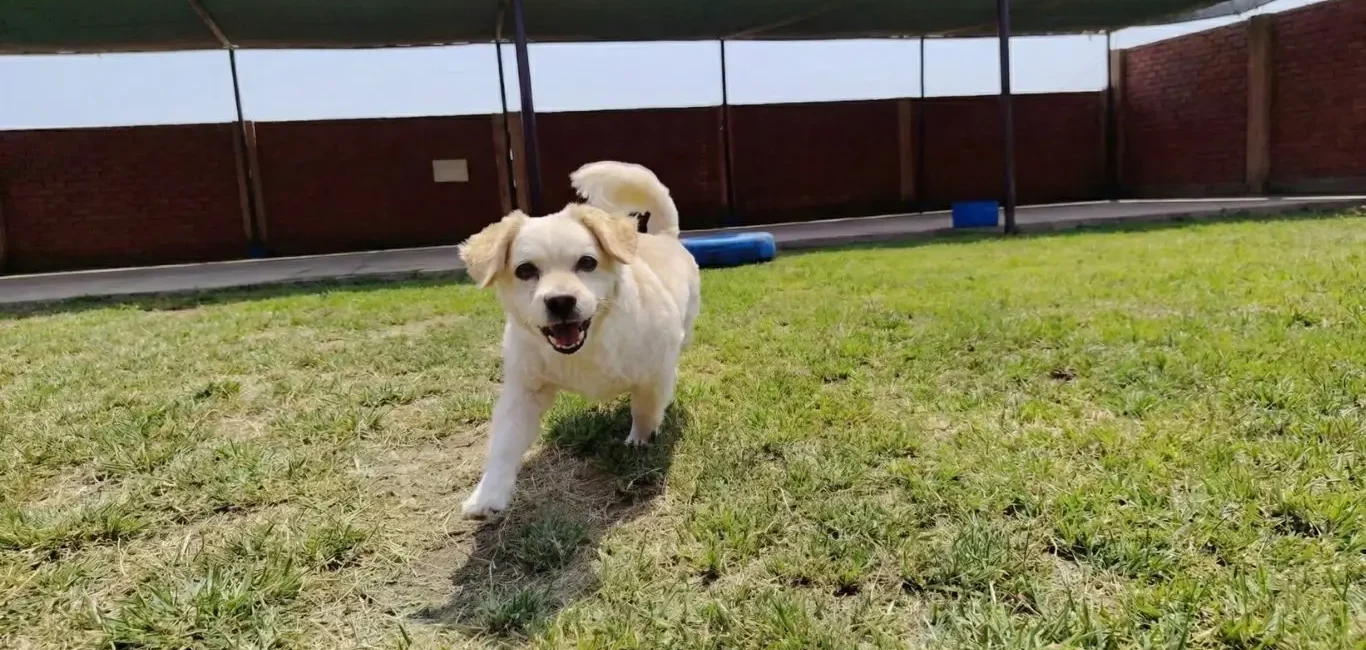 Cómo mejorar la convivencia con tu perro (sin vivir para él)