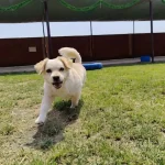 Cómo mejorar la convivencia con tu perro (sin vivir para él)