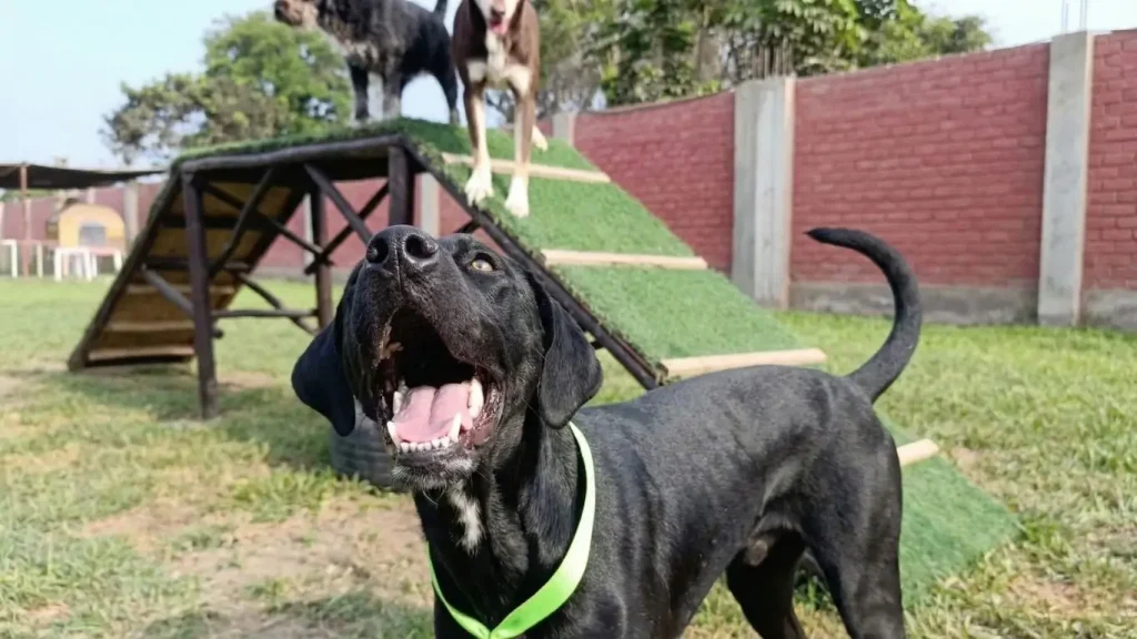 Perro feliz jugando en un hospedaje canino profesional en Lima - VicDogs