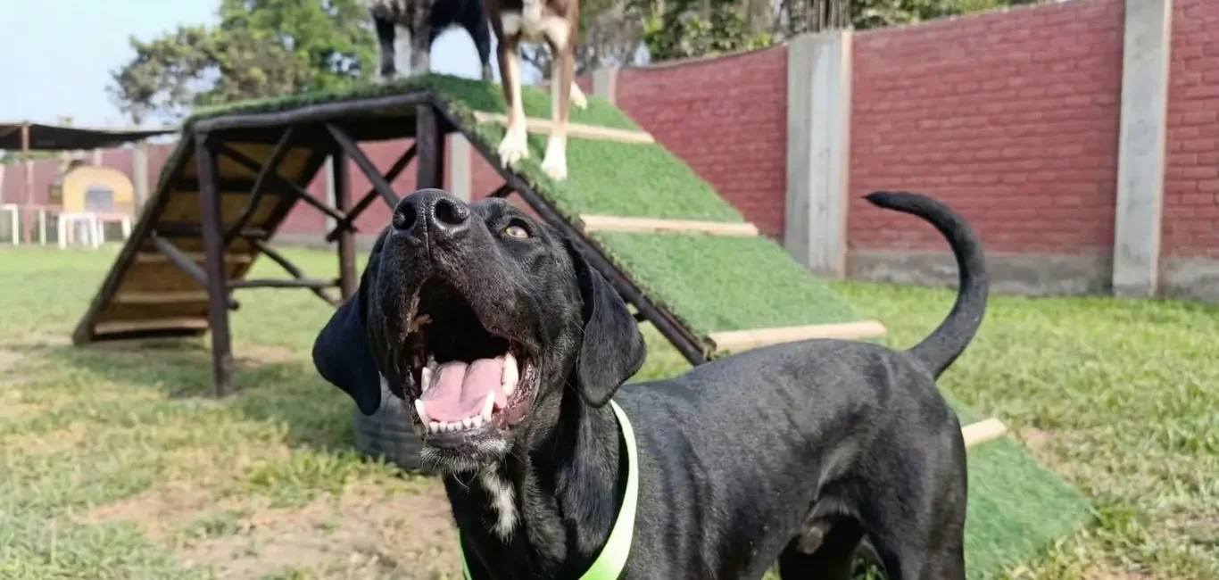 Los 5 errores más comunes al dejar a tu perro en un hospedaje (y cómo evitarlos)