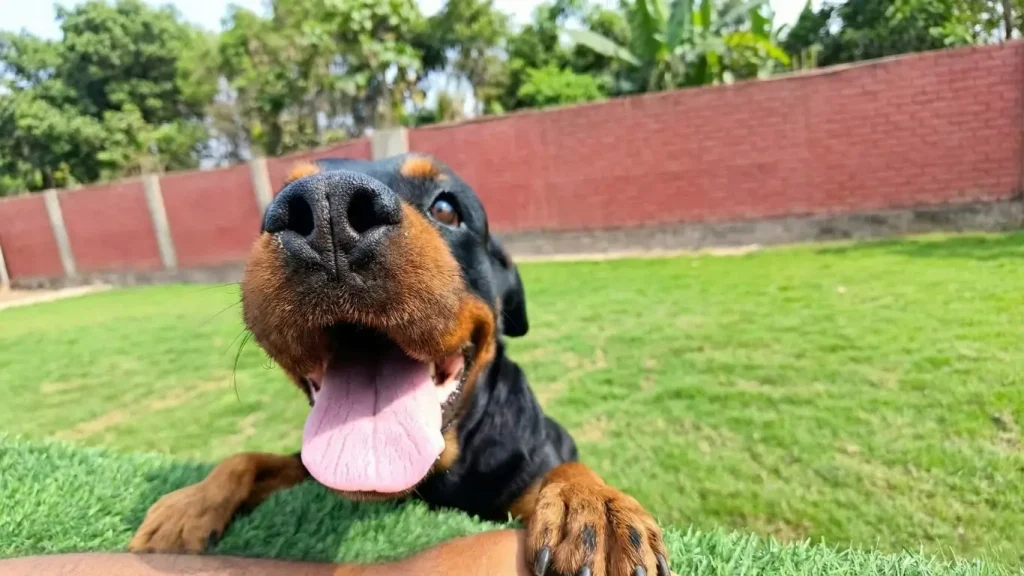 Perro Rottweiler feliz disfrutando del hospedaje canino en Lima - VicDogs Perú.