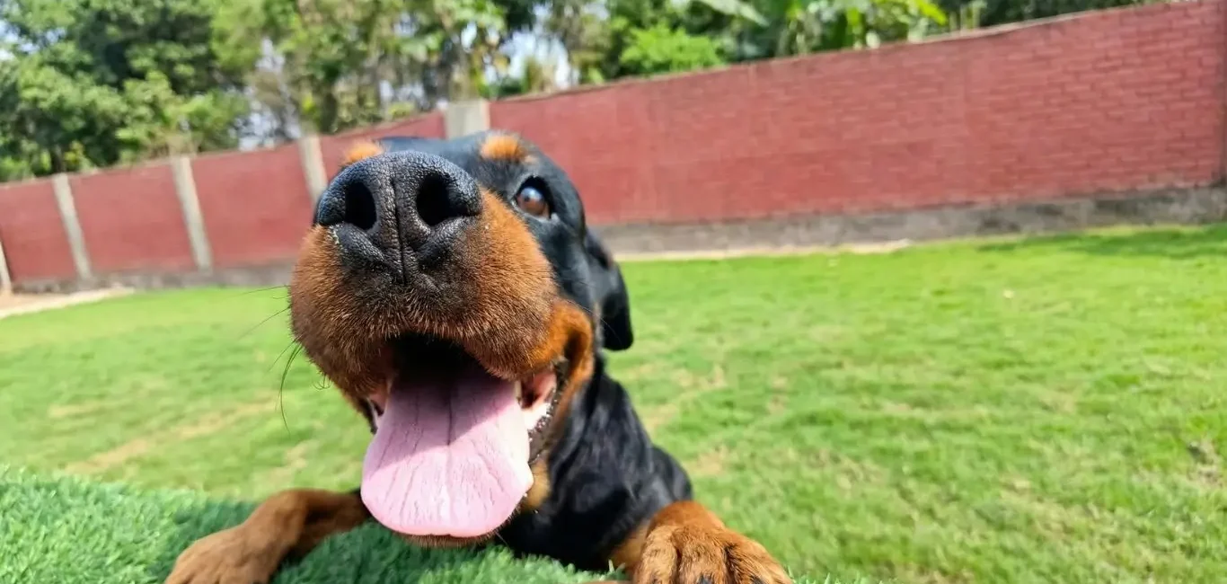 ¿Cuáles son los 10 consejos esenciales para cuidar a un perro en 2026?