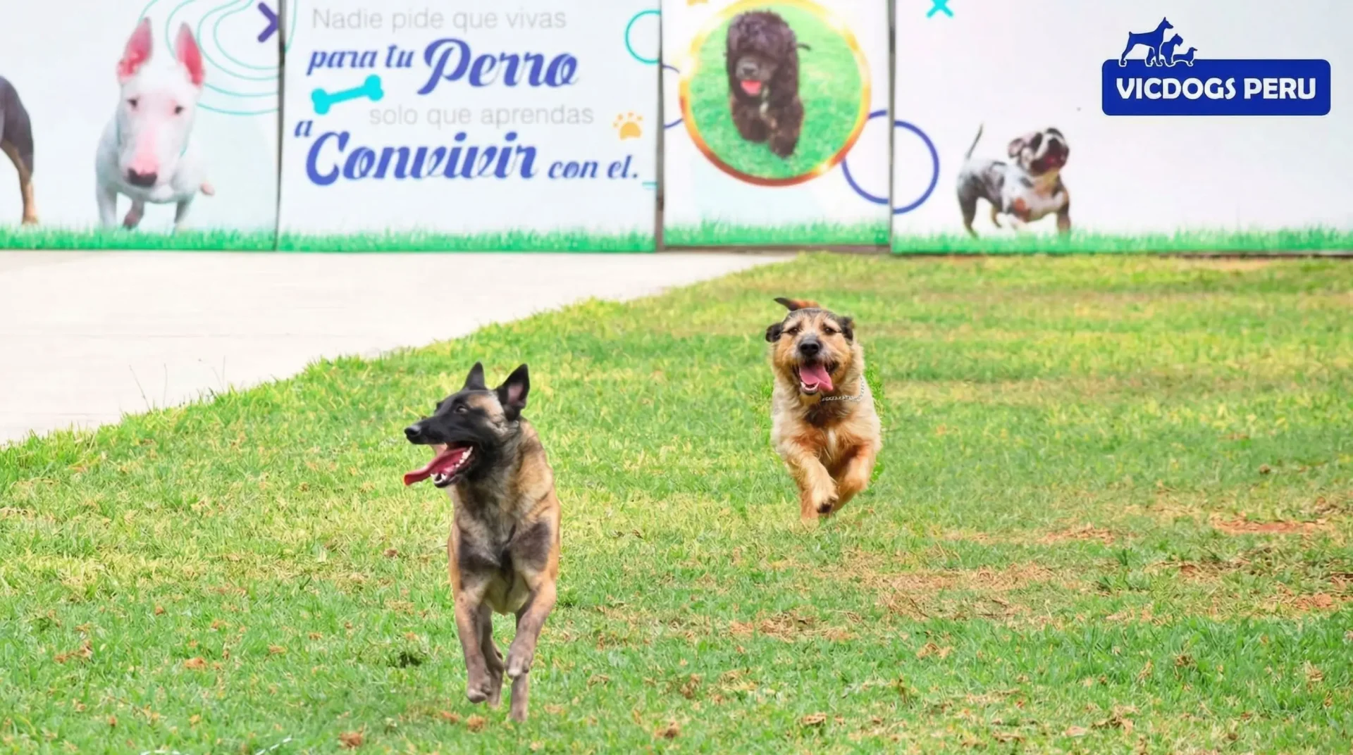 Perros corriendo en las instalaciones de Vicdogs Perú