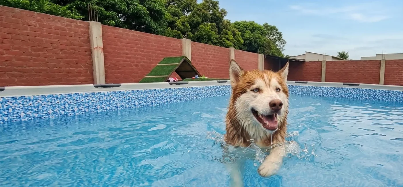 Dependencia emocional entre humanos y perros