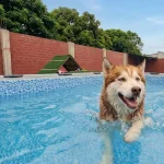 Dependencia emocional entre humanos y perros