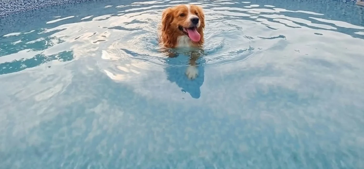 ¿Tu perro necesita límites o solo más cariño?