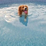 ¿Tu perro necesita límites o solo más cariño?